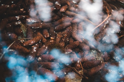 Close-up of insulation chips floating on moist soil in crawl space