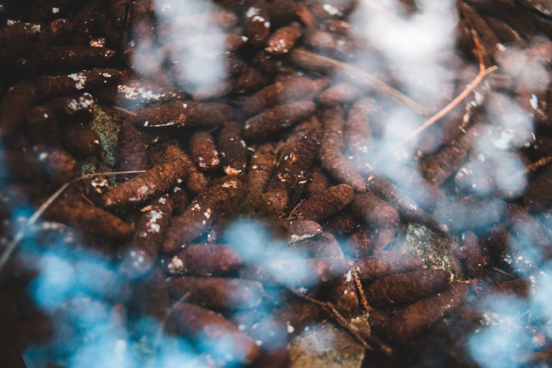 bokeh photography of brown rocks under water