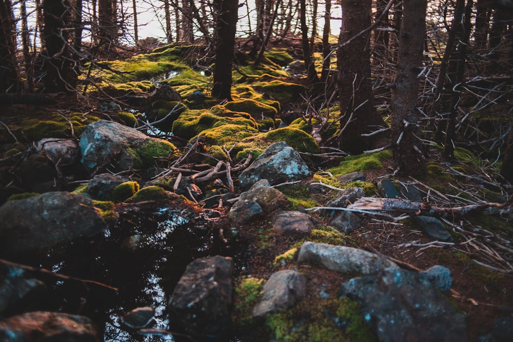 green moss on rocks in the forest