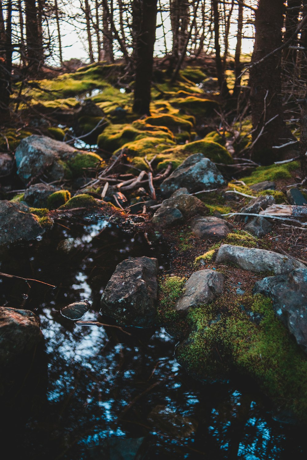 body of water surrounded by trees