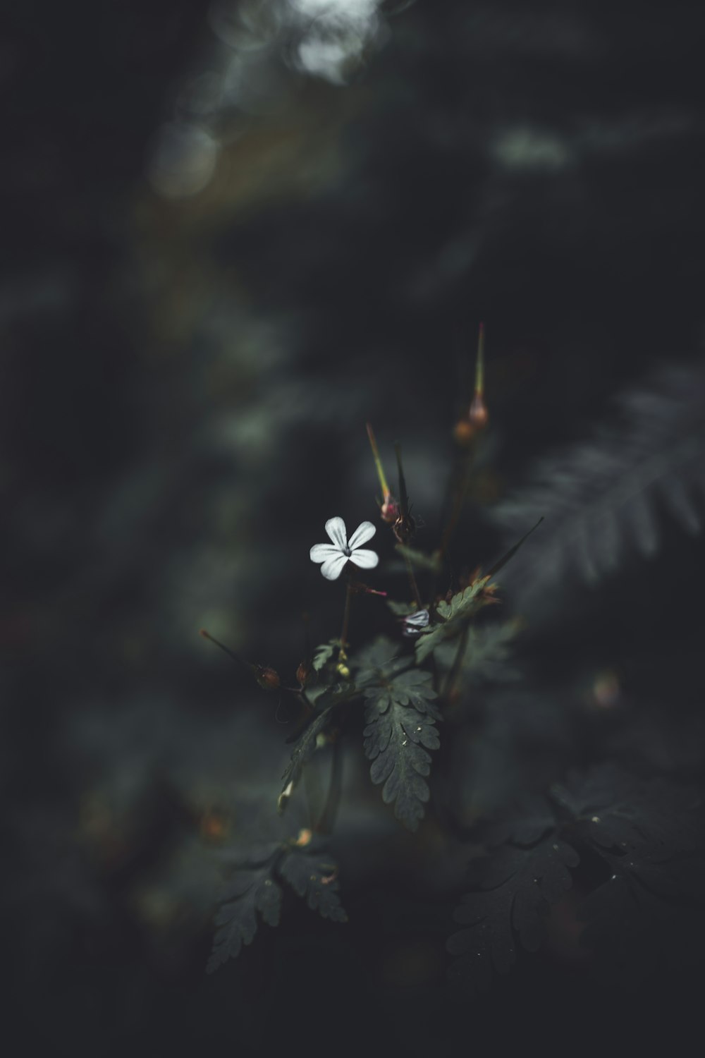 Photographie à mise au point peu profonde d’une plante à feuilles vertes avec une fleur blanche