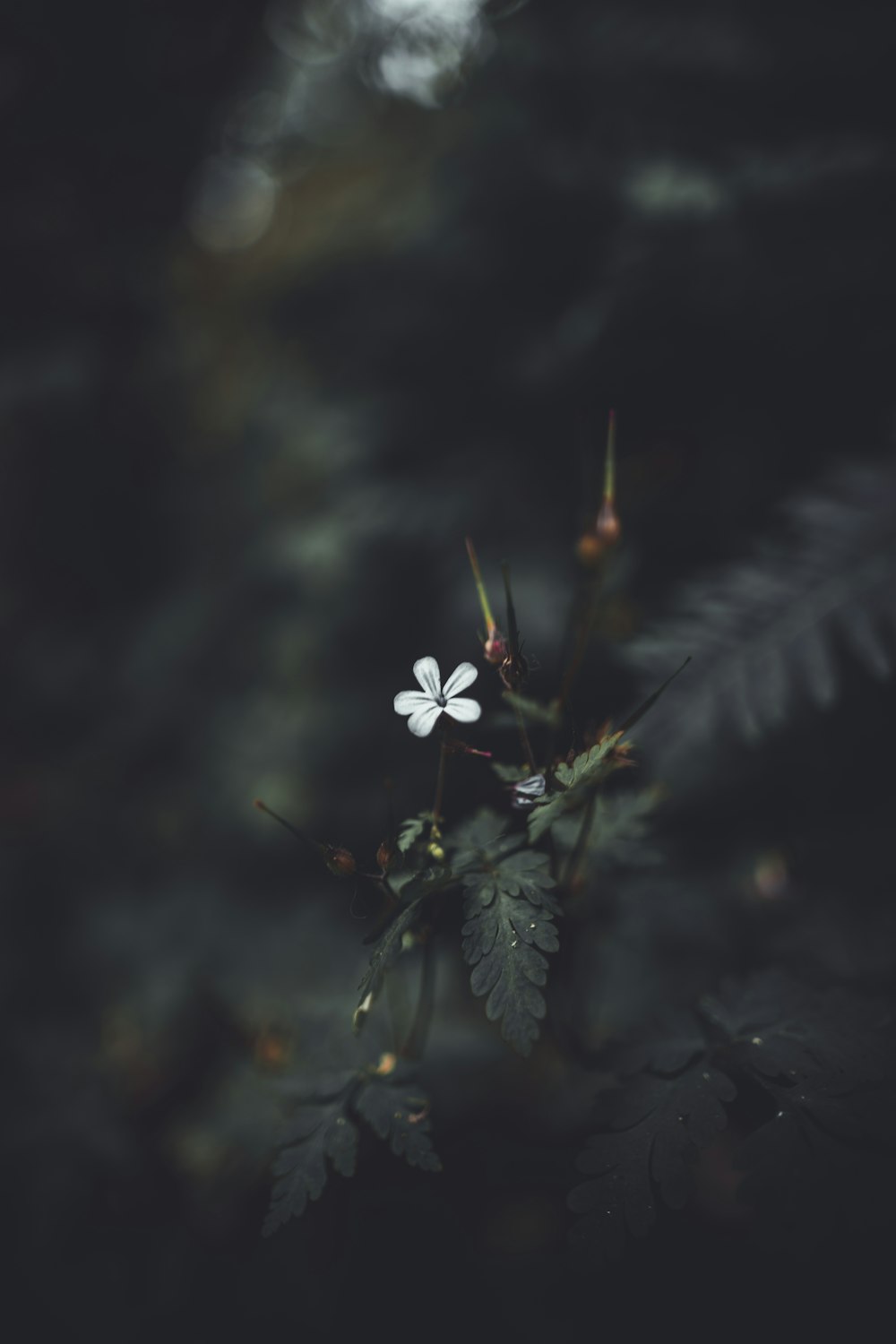 shallow focus photography of green-leafed plant with white flower