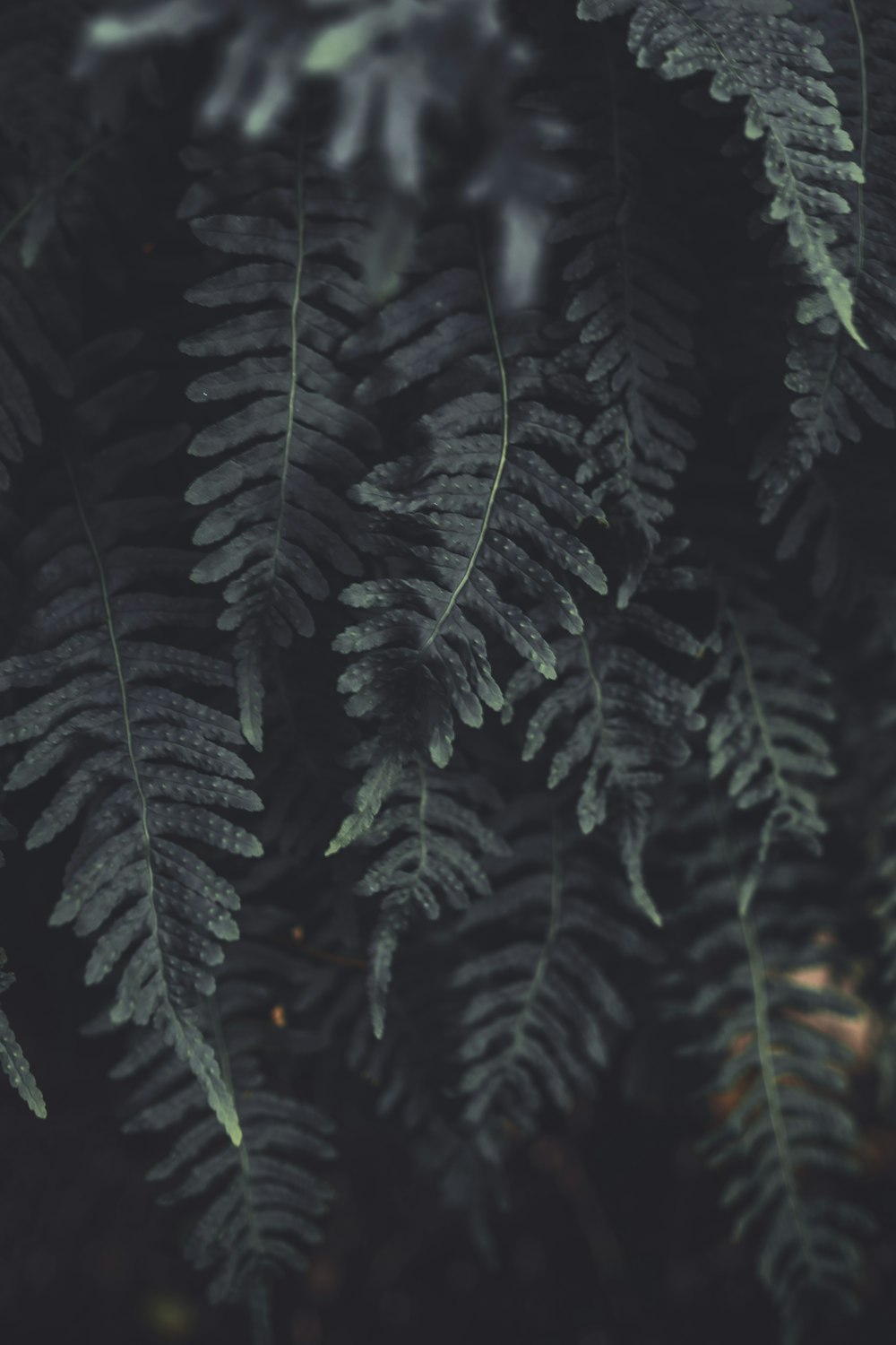 shallow focus photo of green leaves