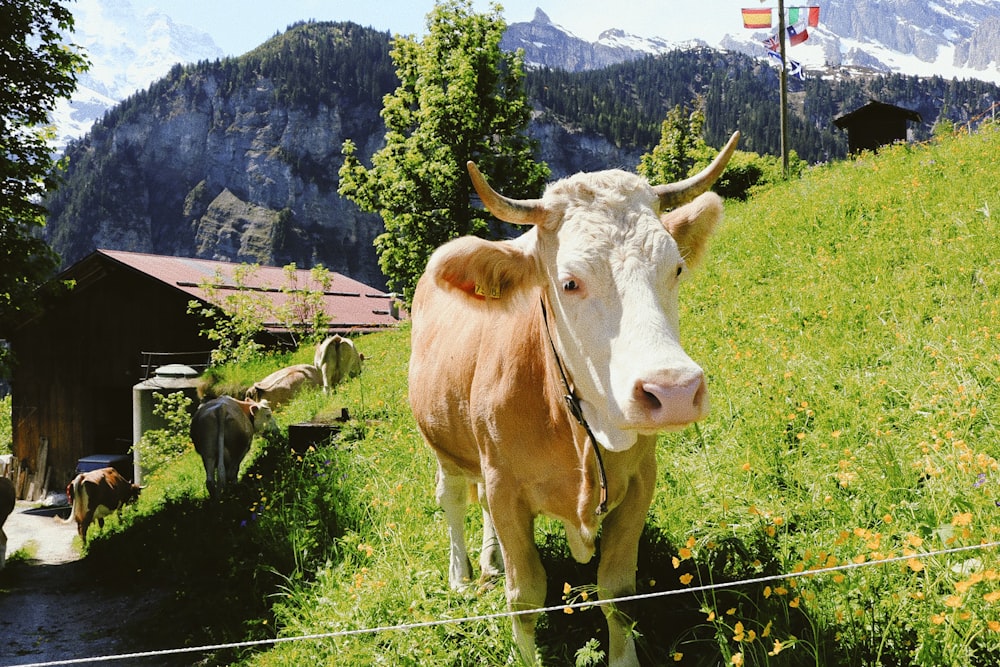 brown and white cow