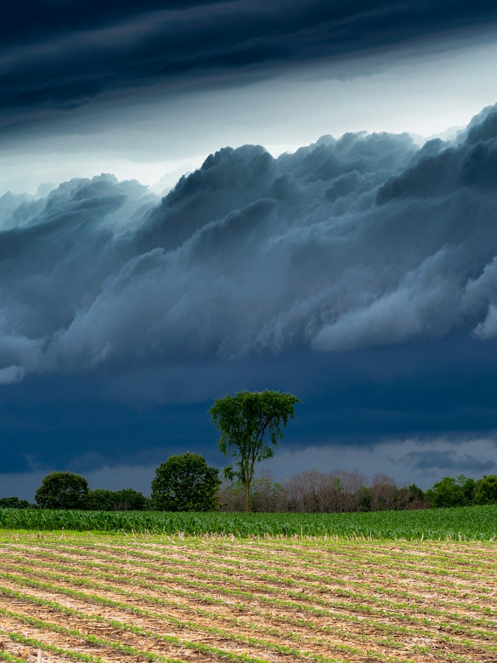 Grünes Gras unter weißen Wolken