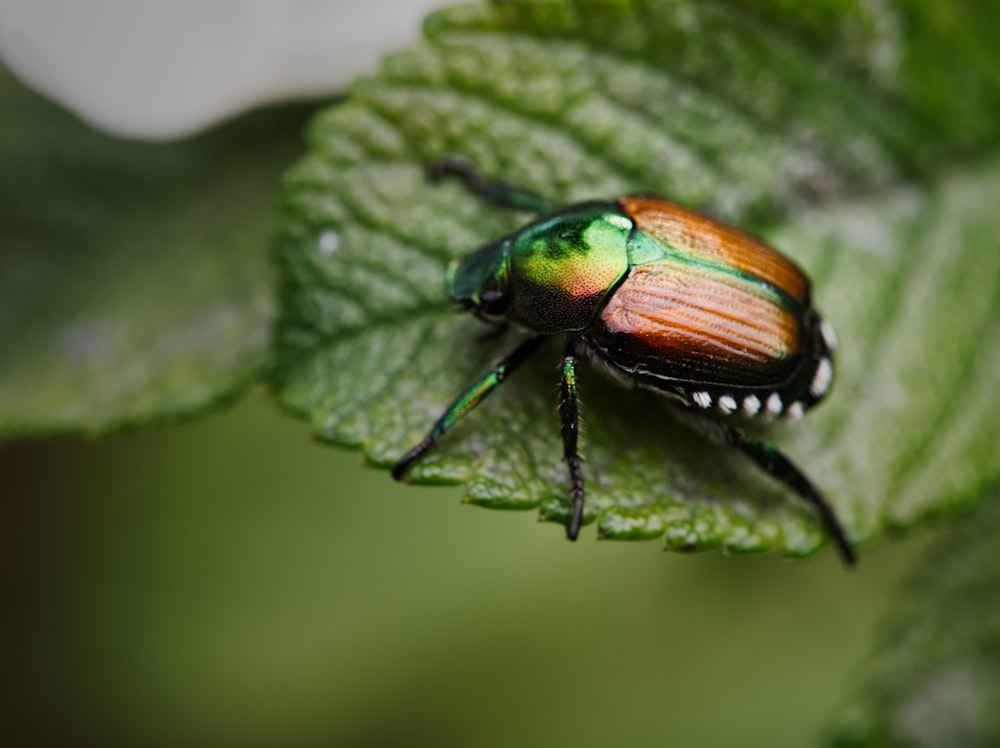 Insecto marrón