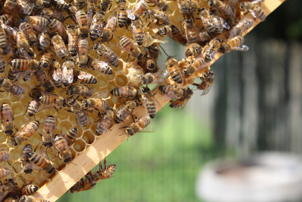 bee in hive close-up photography