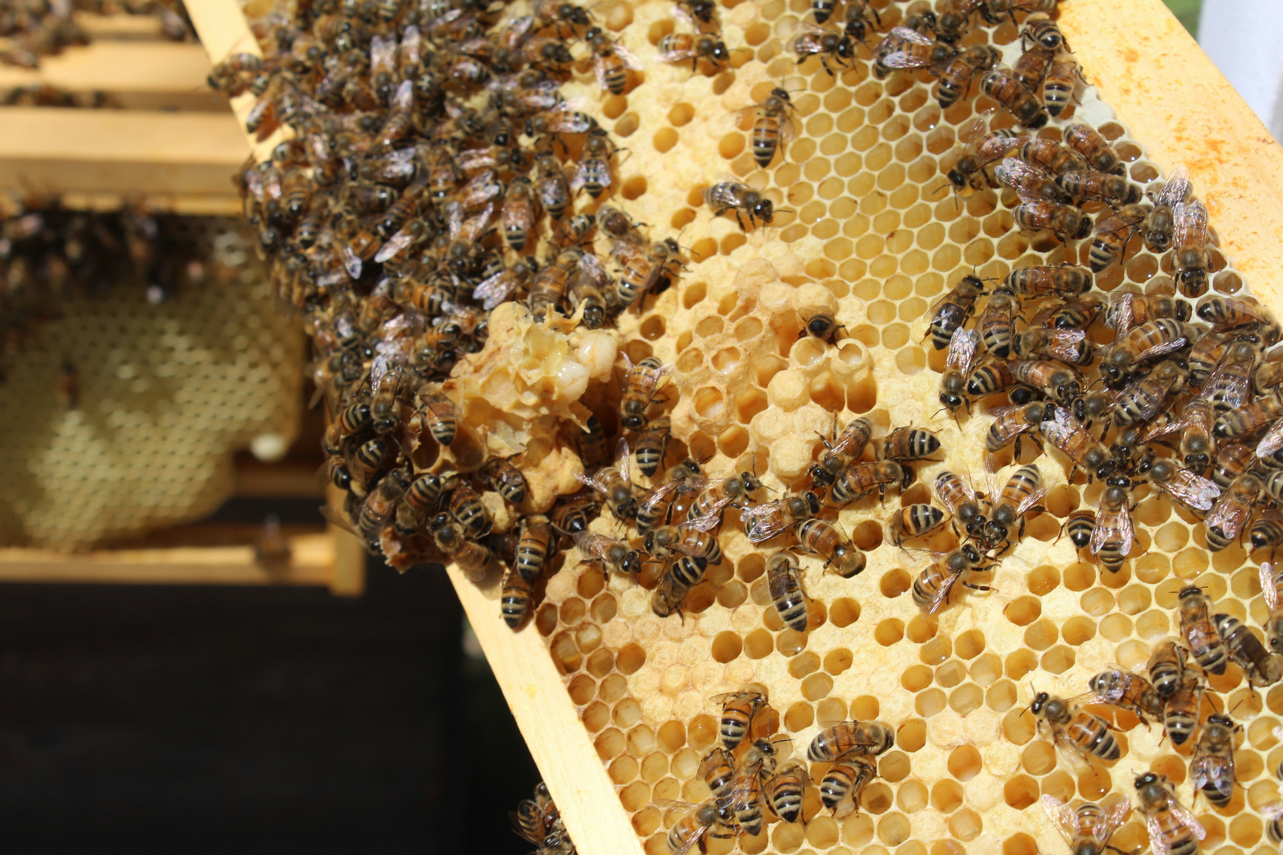 best honey bee breed