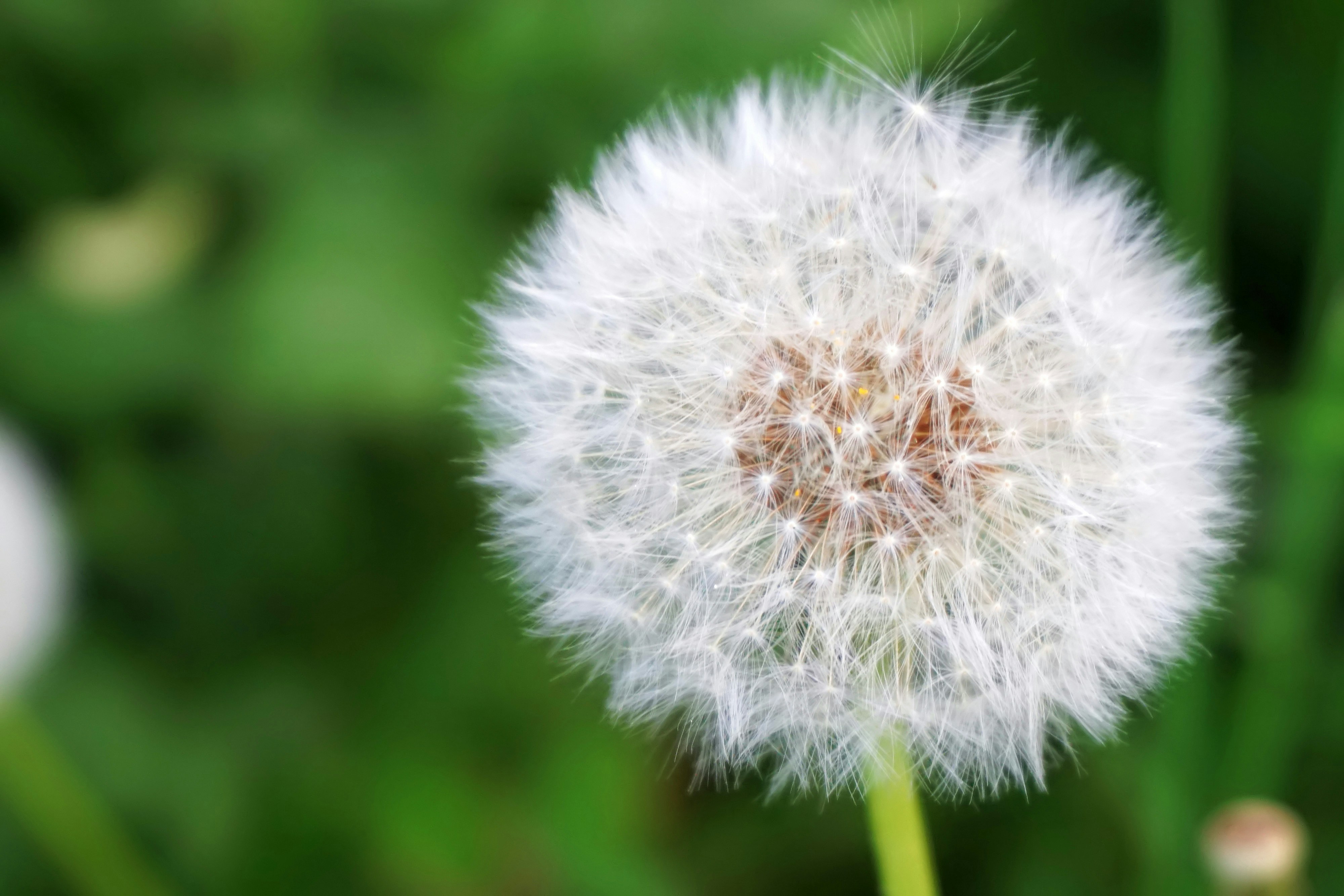 closeup photo of white dandelion