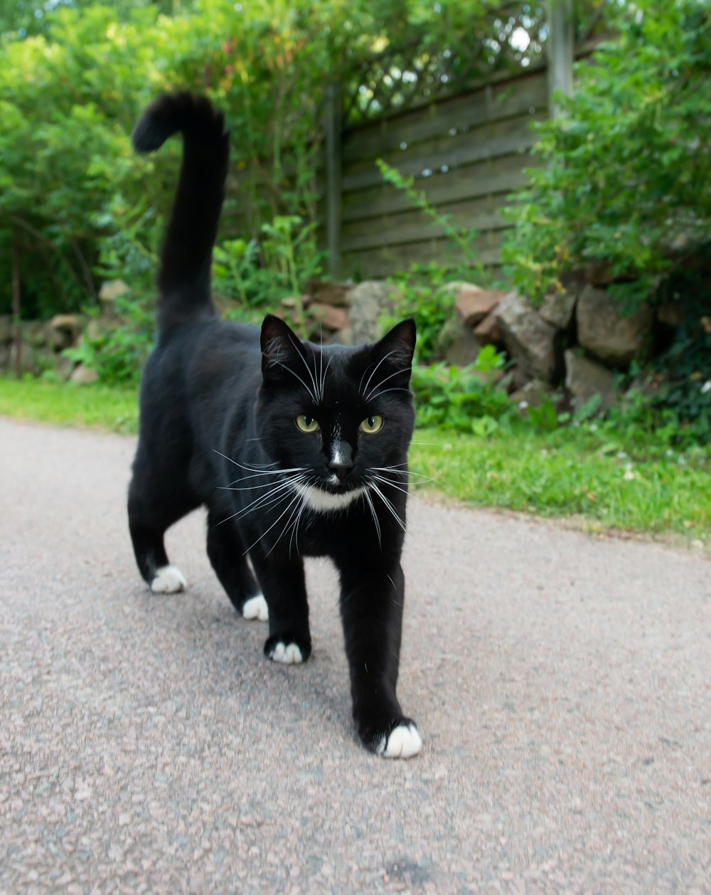 black Tuxedo cat