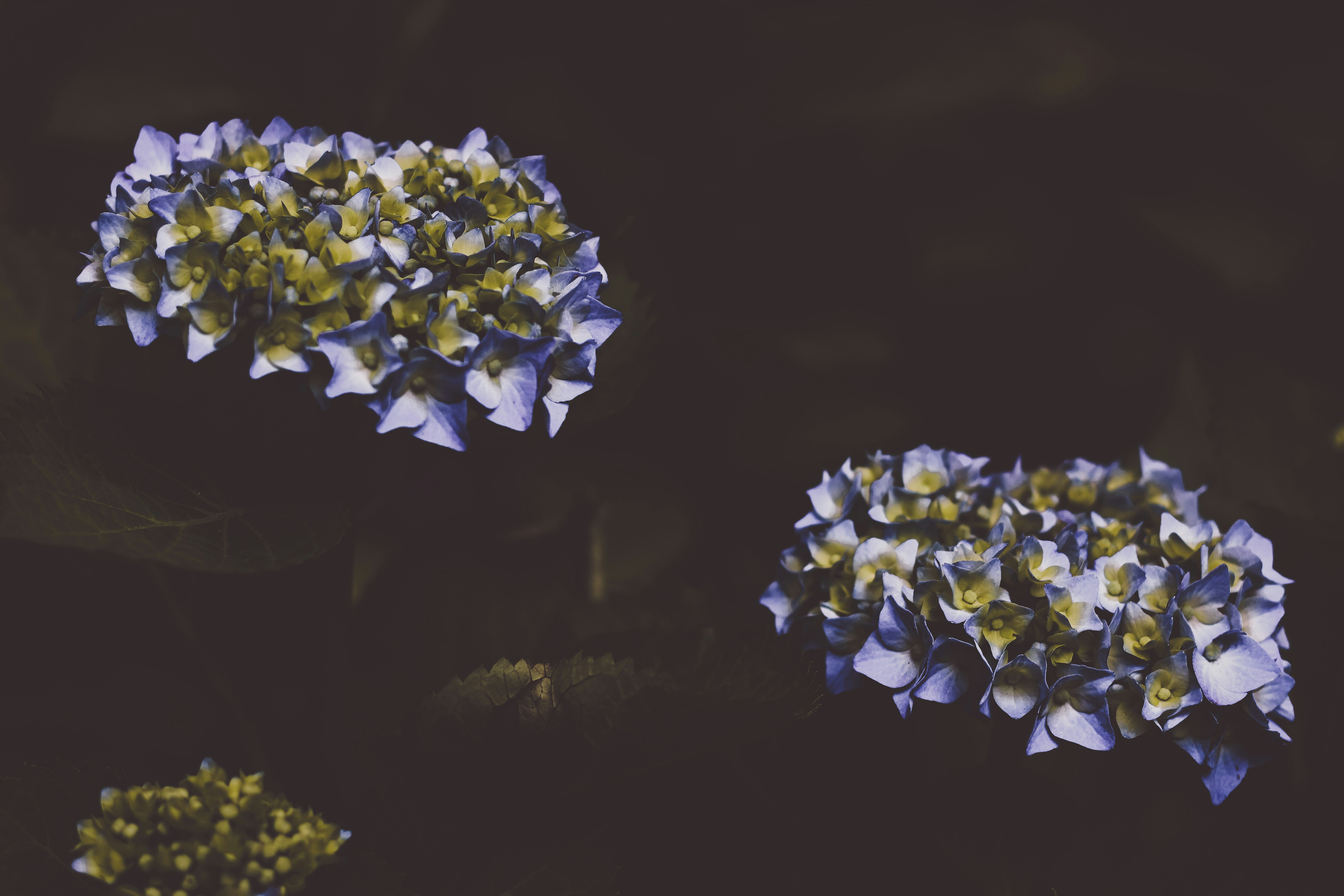 purple flowers in bloom