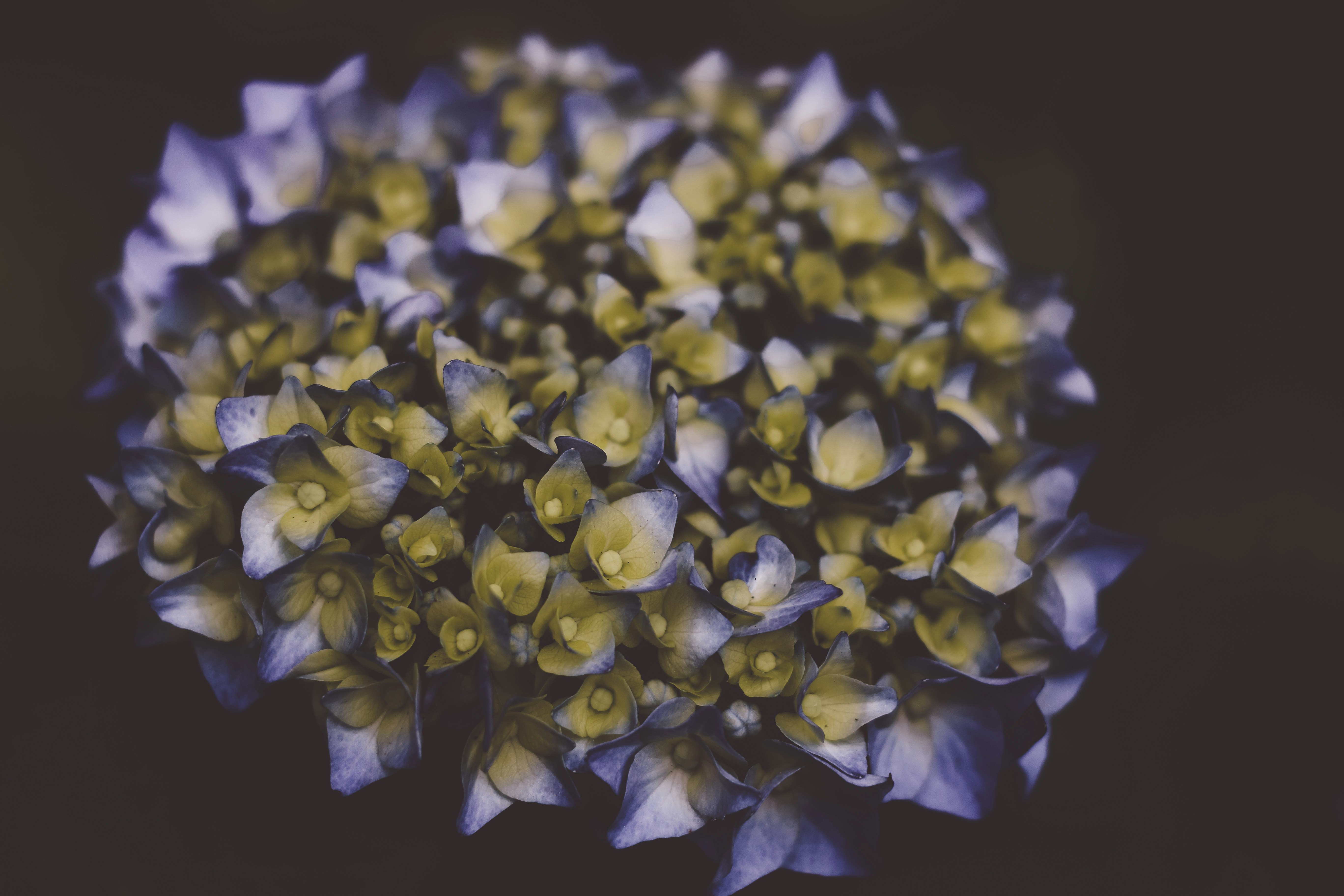 purple and green flowers