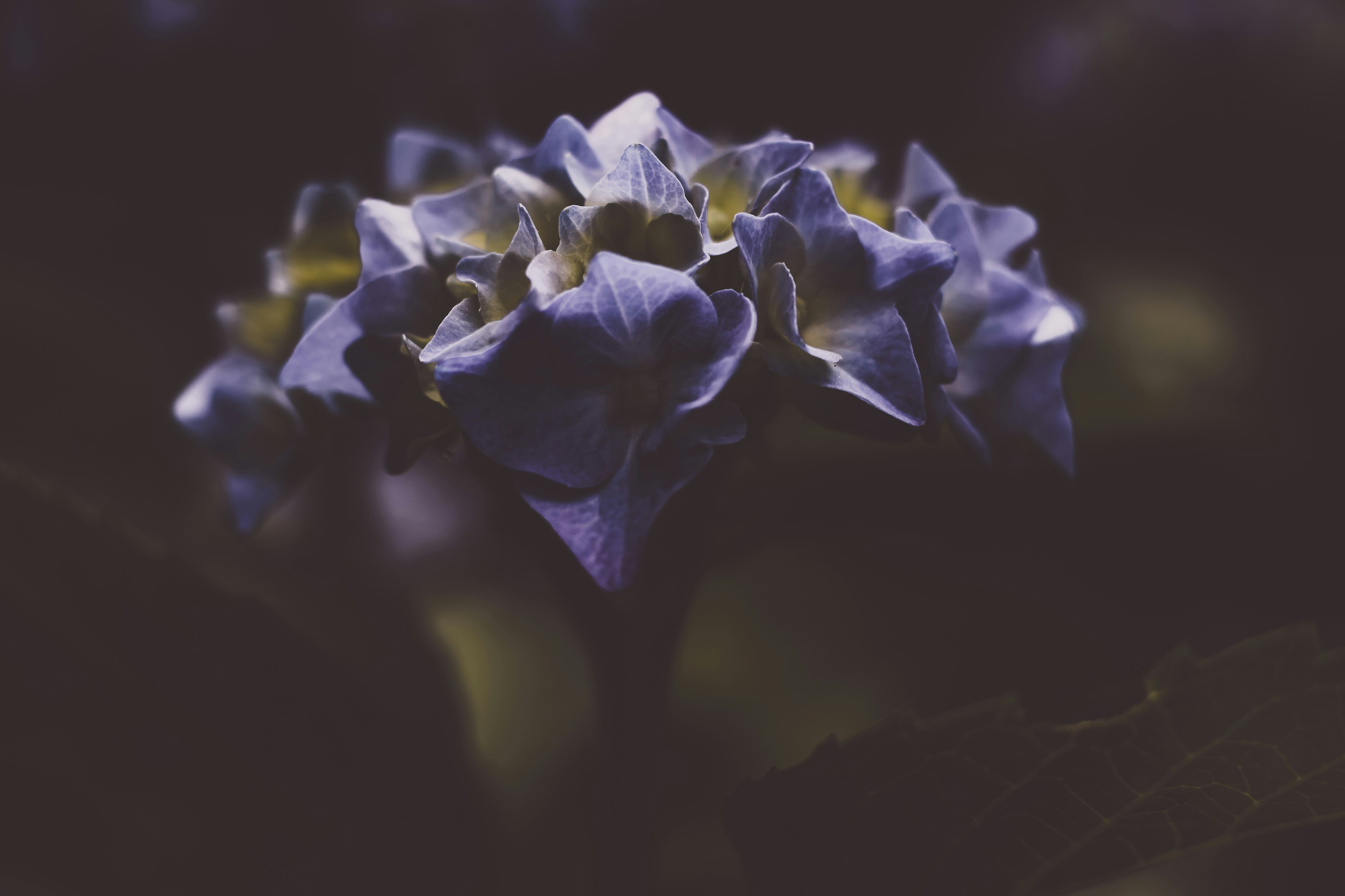 blue-petaled flowers