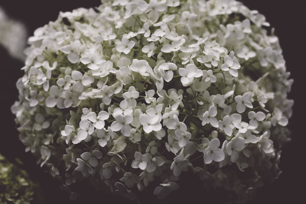 shallow focus photo of white flowers