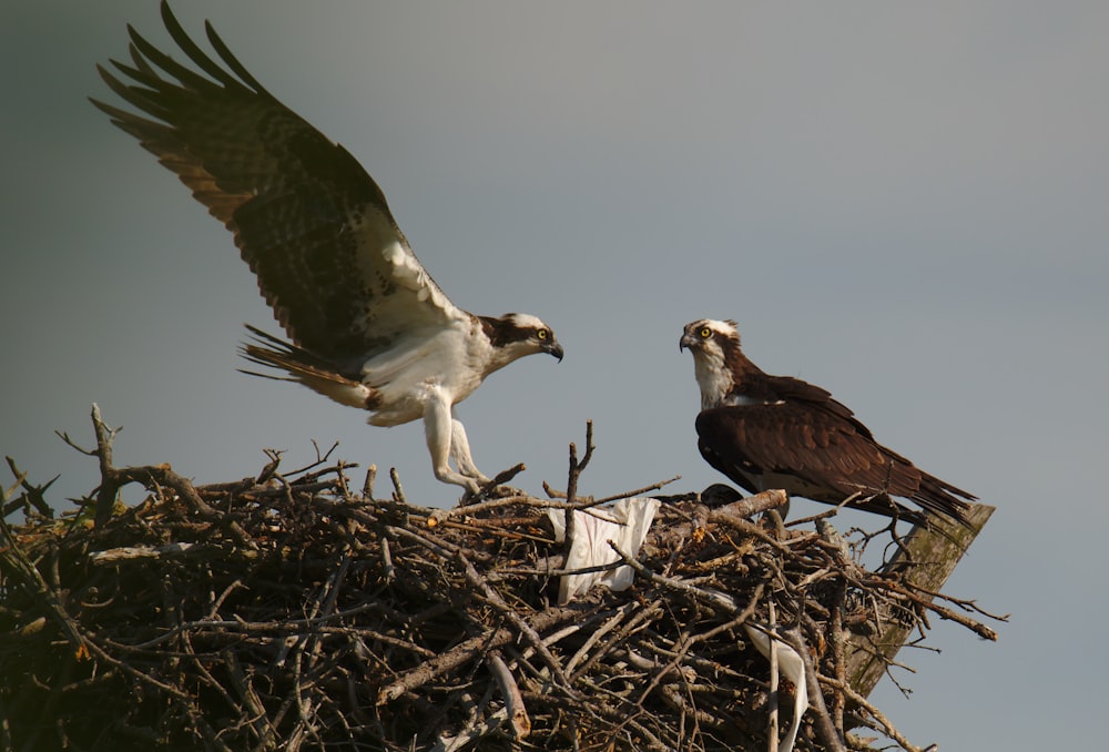 two brown and white hawks on nest