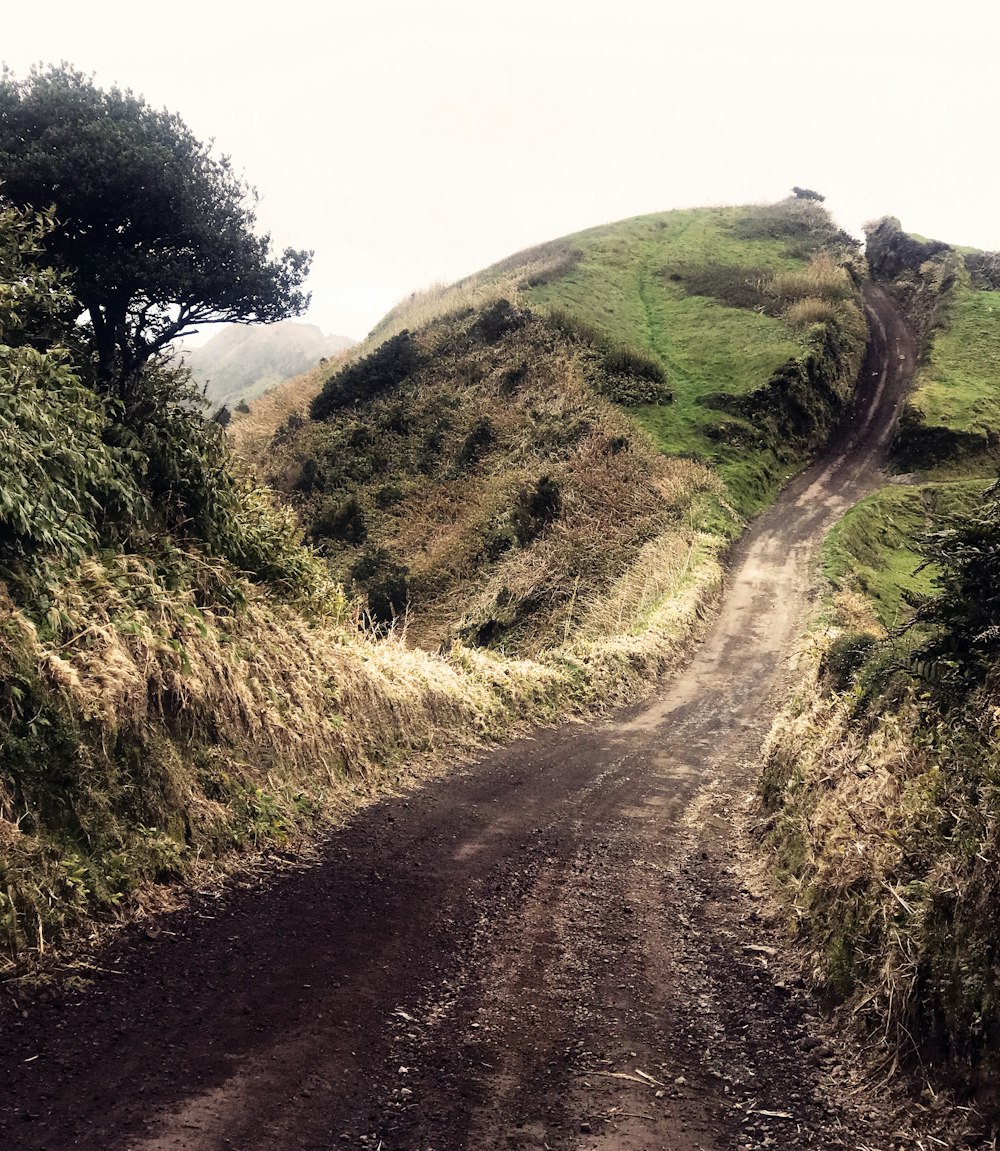 pathway leading up a hill