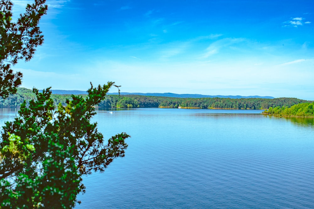 Bosque y lago durante el día