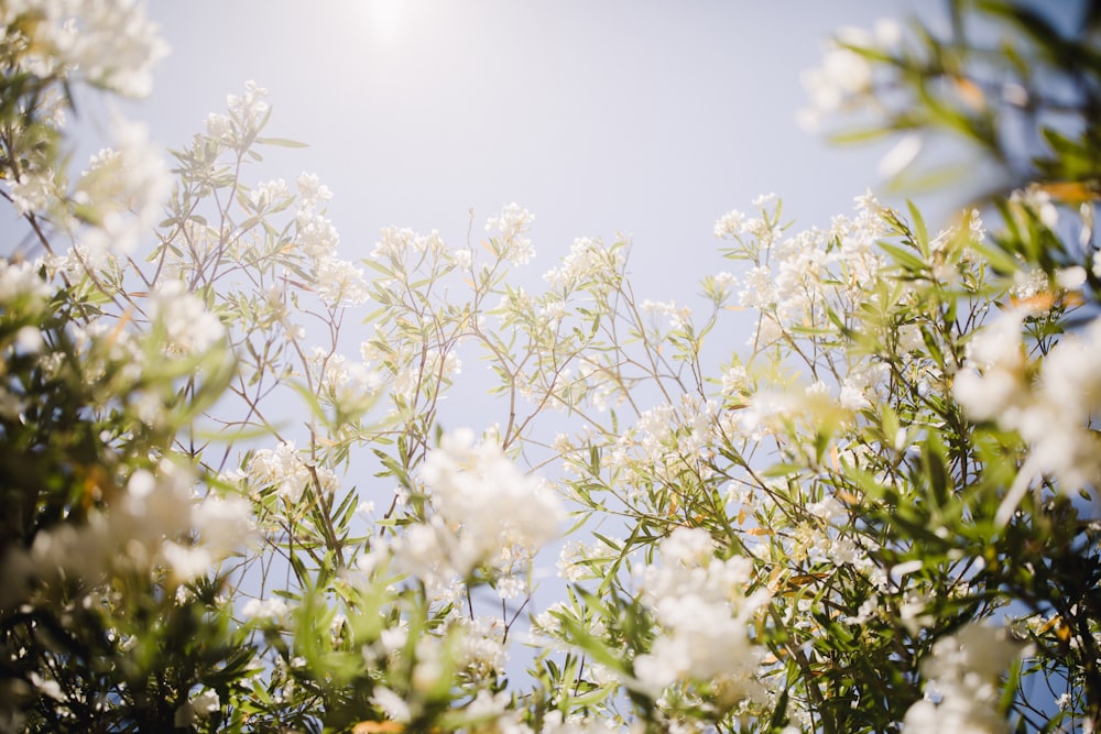 white flowers blooming under clear blue sky