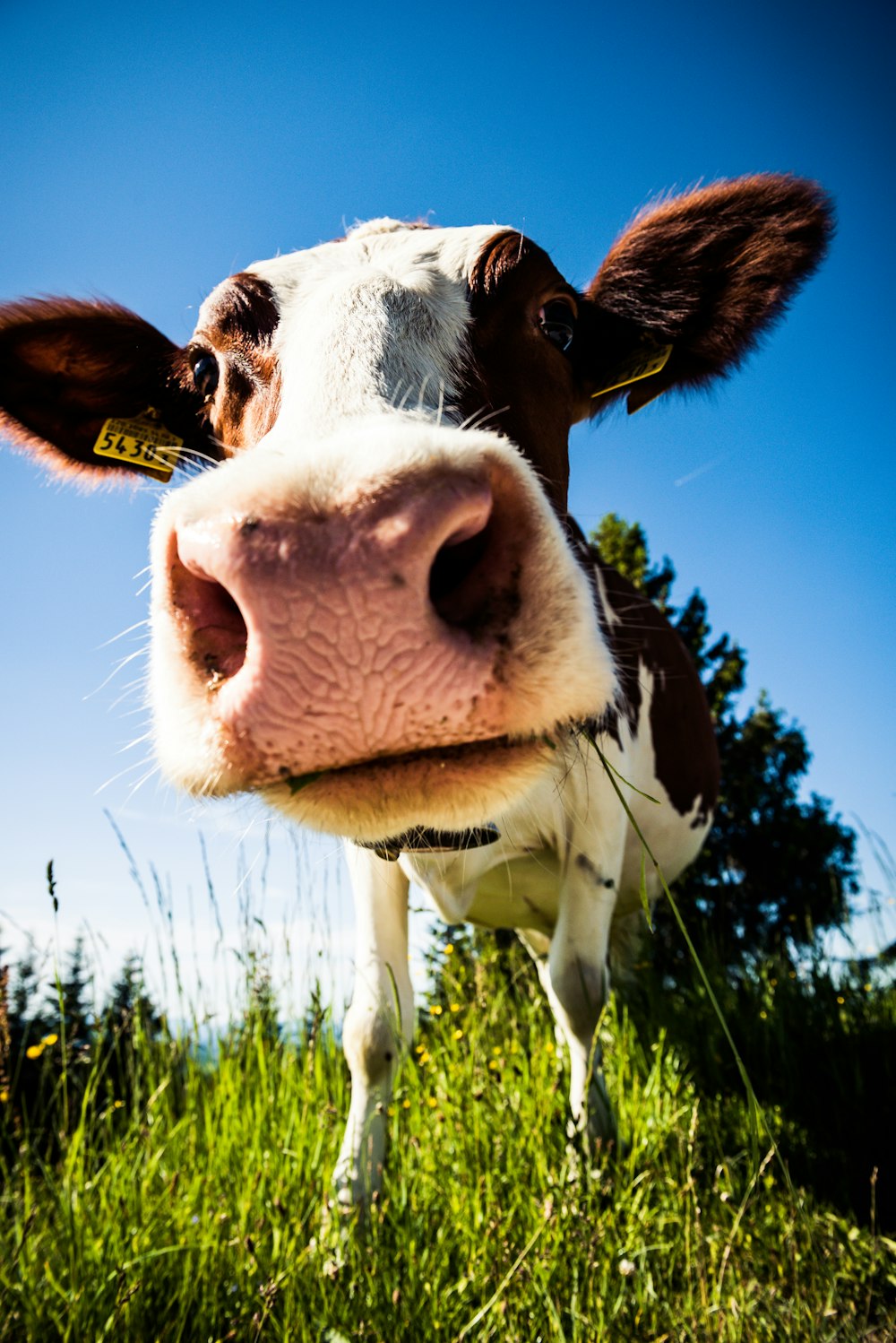 close-up photography of white and brown cow