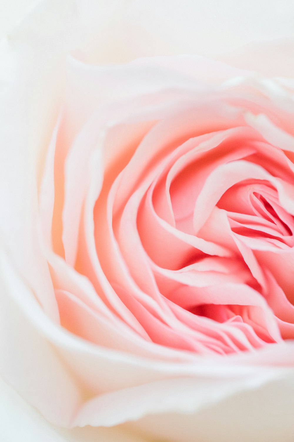 pink rose flower photo – Free Flower Image on Unsplash