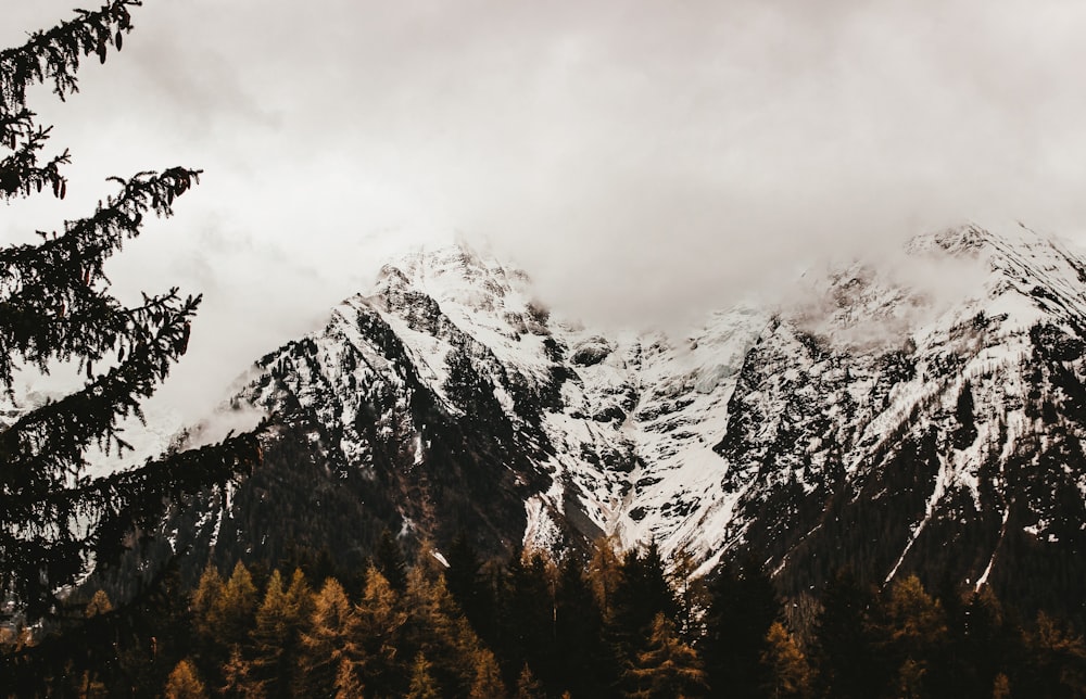 green trees on snowy mountain slope