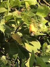 A group of local cashew farmers working together in a lush orchard in Serra do Mel.