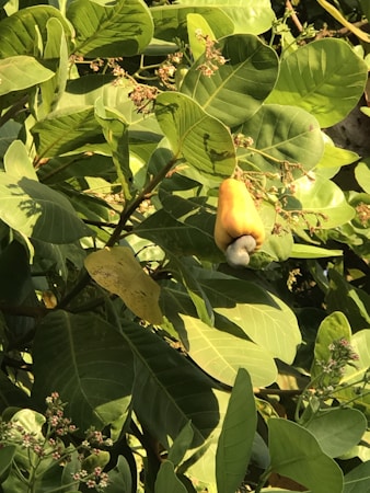 A cluster of vibrant green leaves dominates the scene, with a close-up view of a cashew fruit hanging from a branch. The fruit is yellow with the signature cashew nut attached at the bottom. Small clusters of budding flowers are visible around the fruit, adding texture to the foliage.