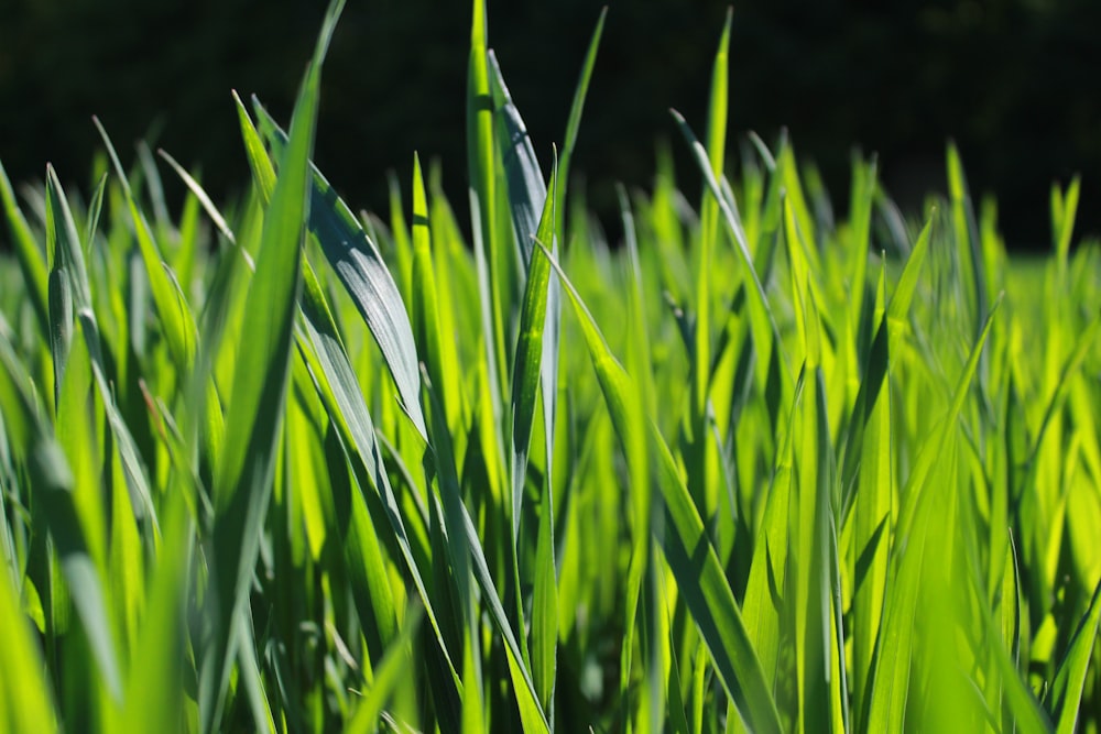 Green grass photo – Free Germany Image on Unsplash