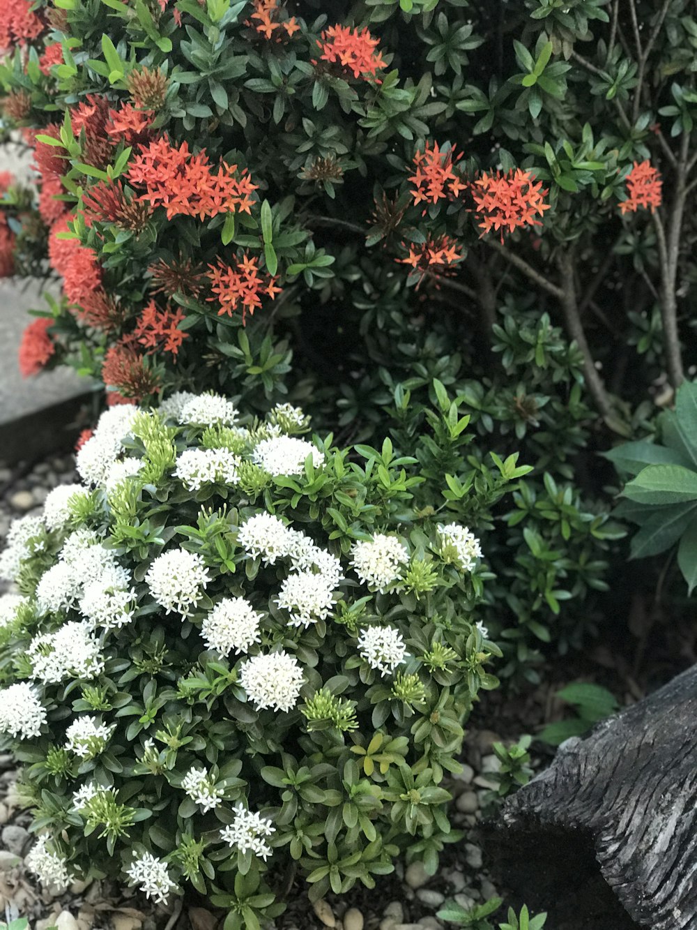 white and red petaled flowers close-up photography