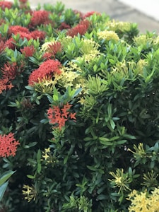 Herb of Prosperity Course