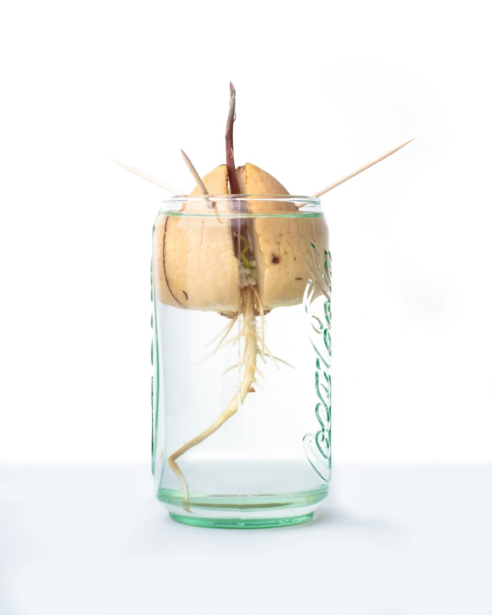 seed on drinking glass with toothpicks