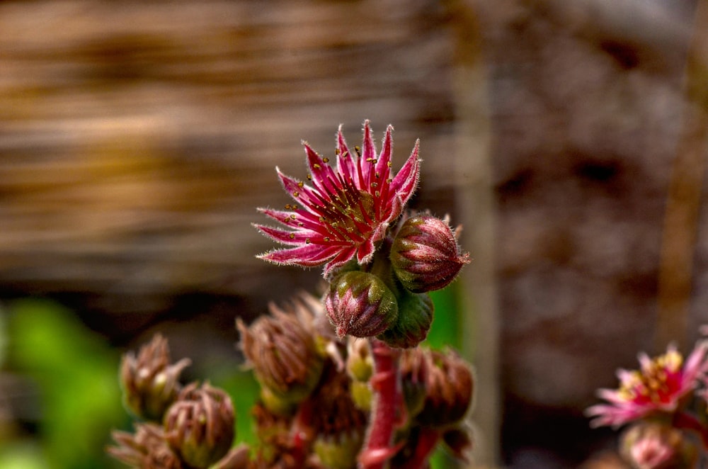 shallow focus photography of red flower