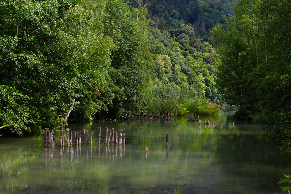 trees beside lake