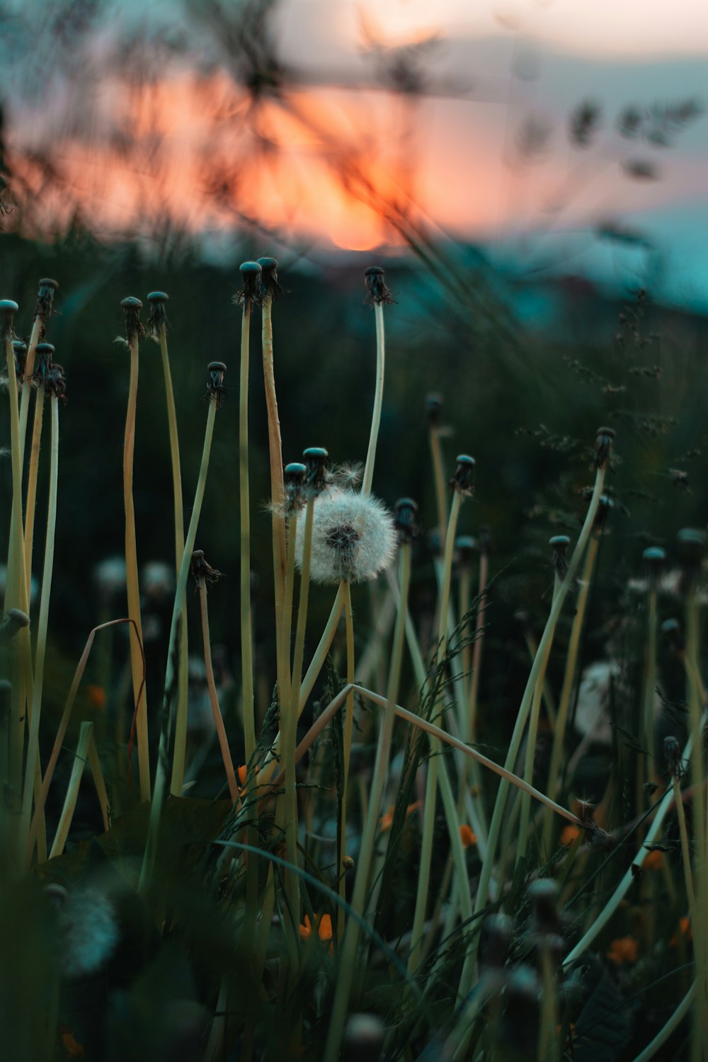 dandelion flower