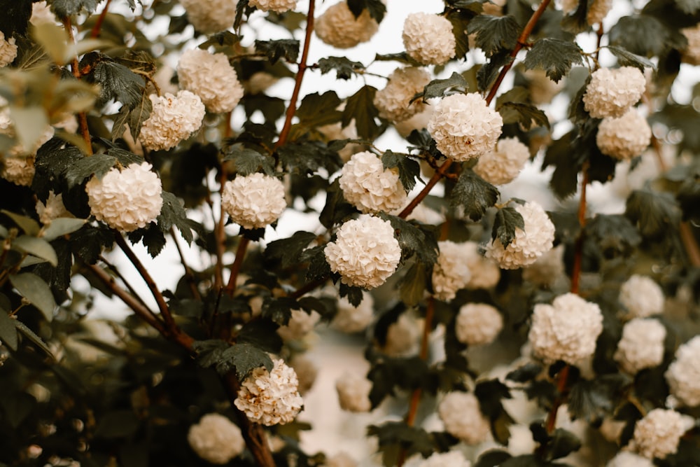 white petaled flowes