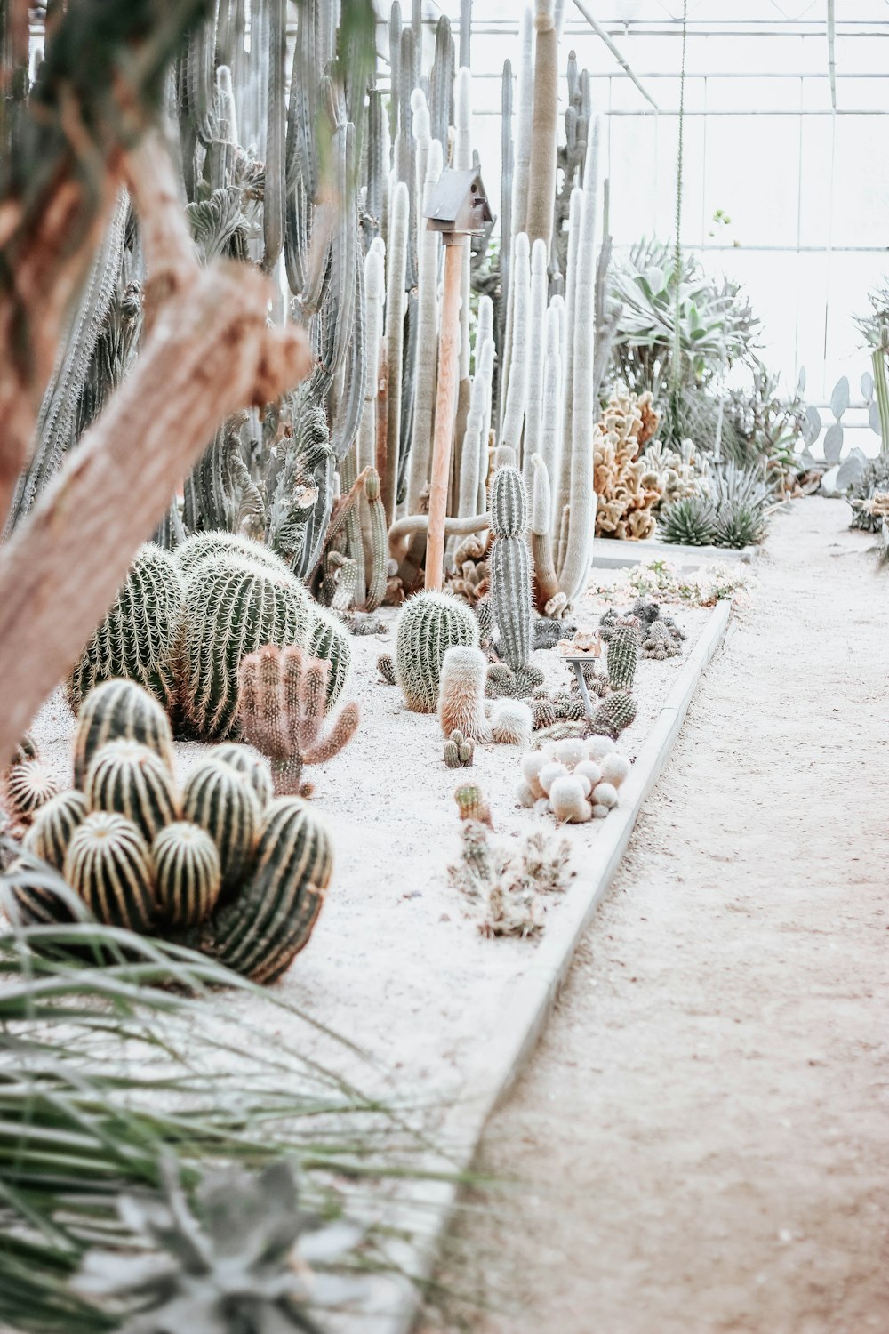 green cactus lot