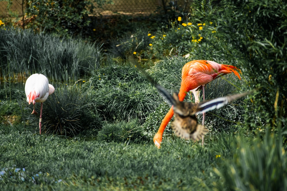 Flaches Fokusfoto des orangefarbenen Vogels