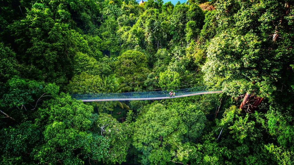 high-angle photography of green leaf trees and bridge