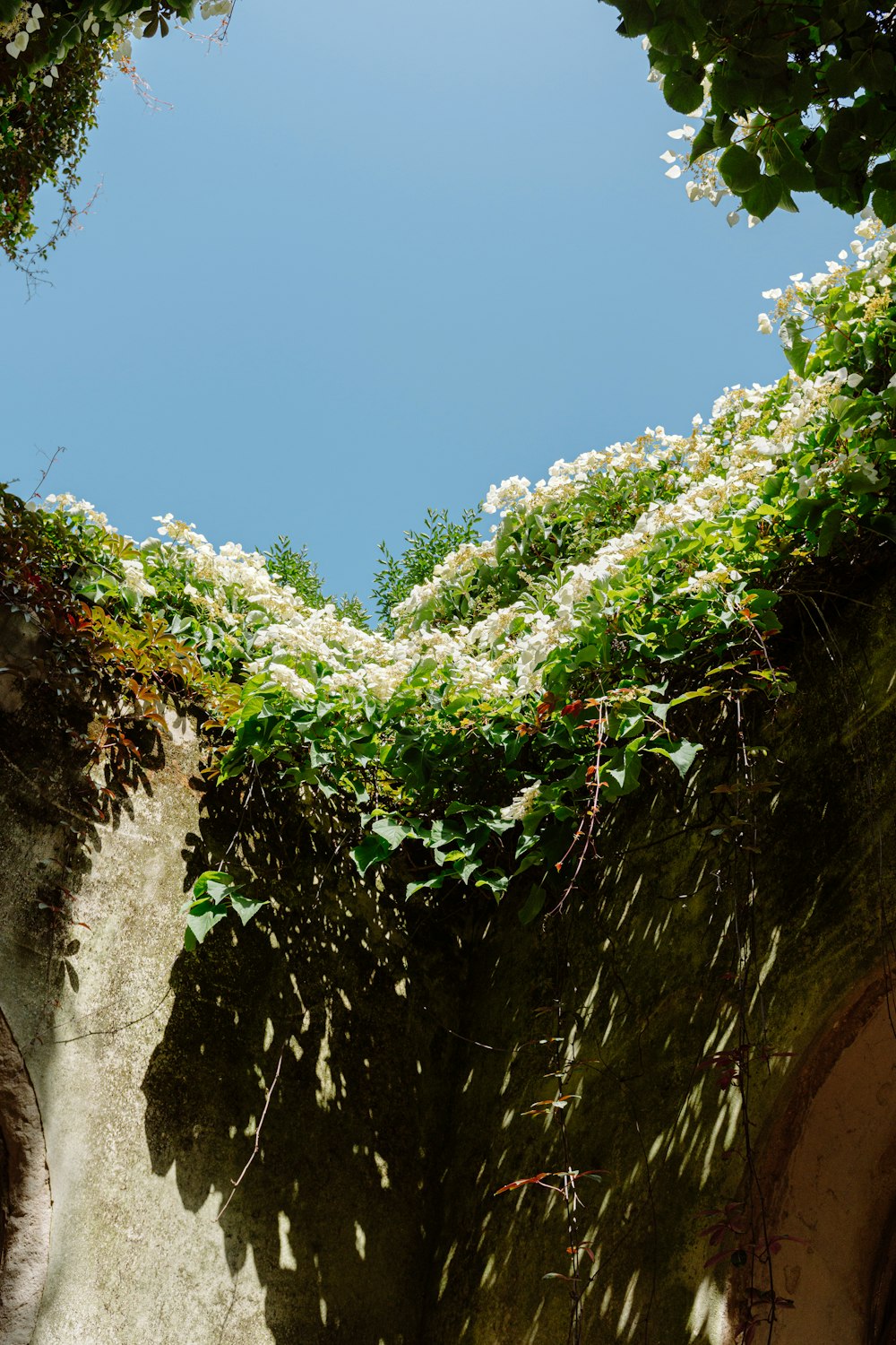 green leafed plants