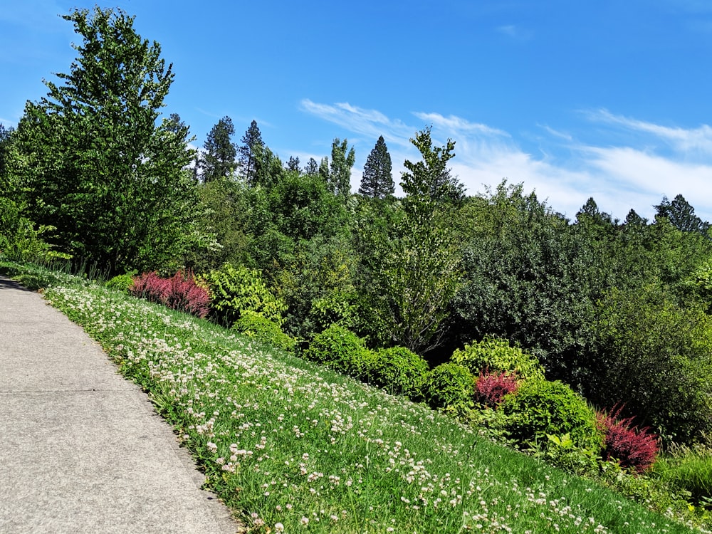 route à côté de l’herbe verte