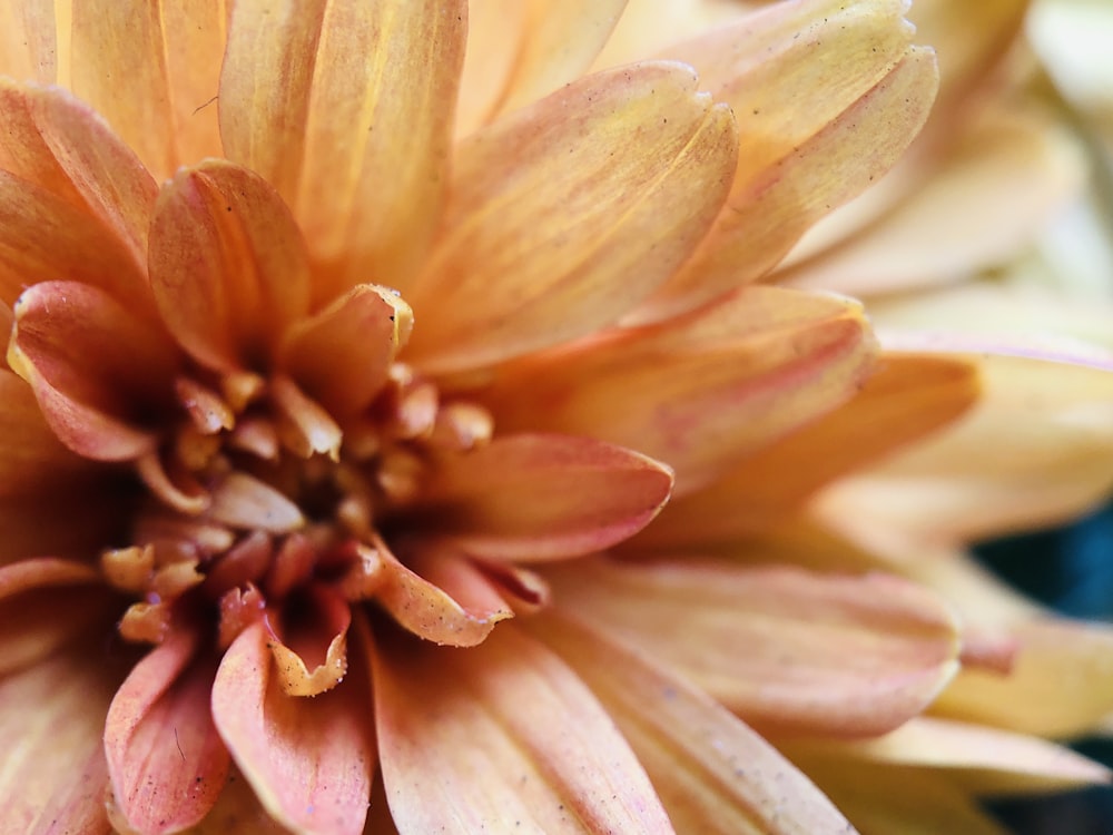 close-up photography of orange-petaled flower