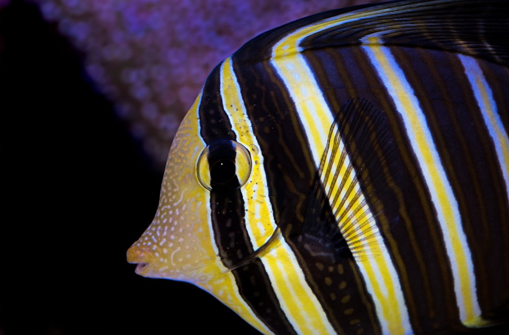 pesce disco a strisce gialle e marroni