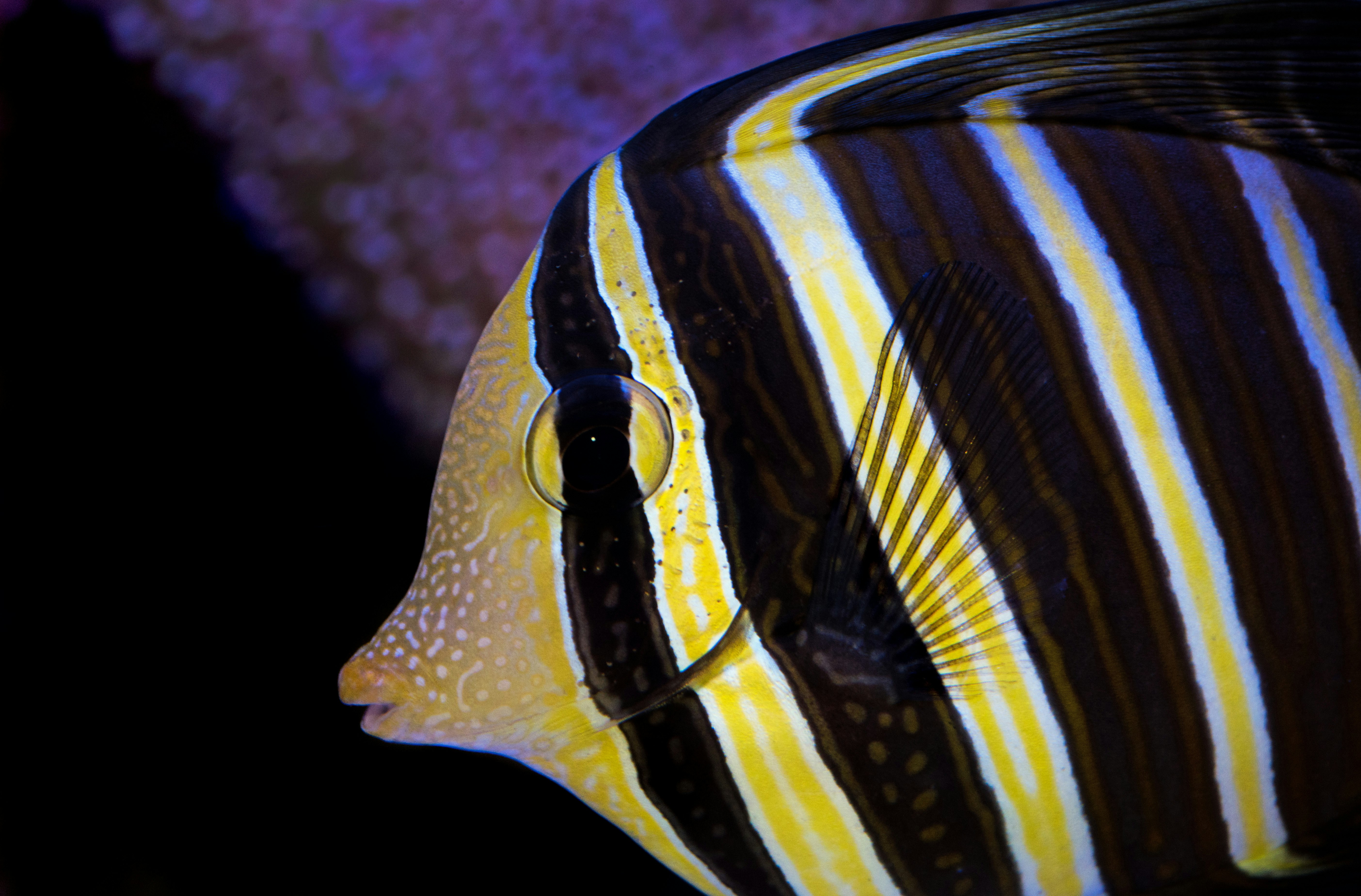 yellow and brown striped discus fish