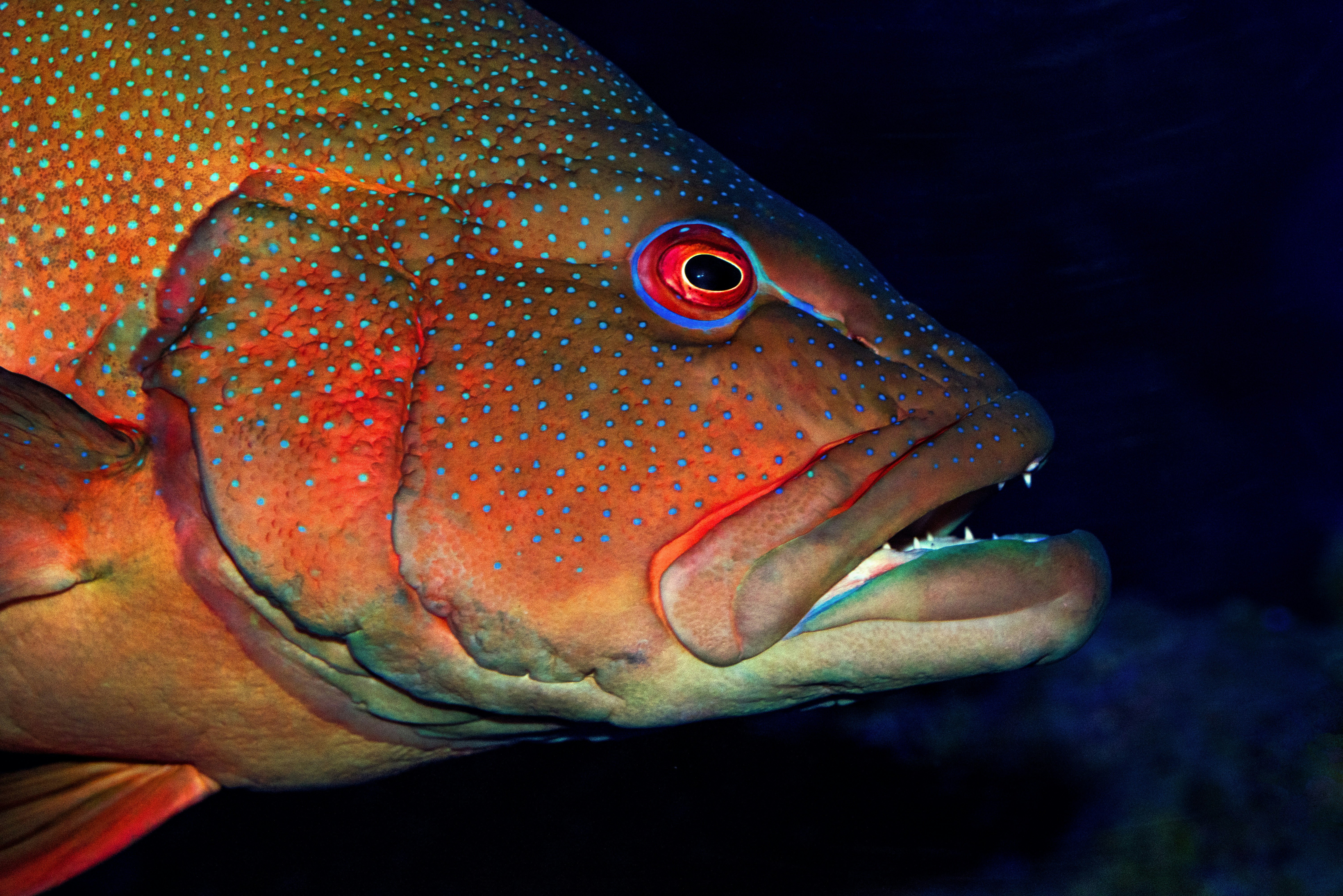 close-up photography of fish