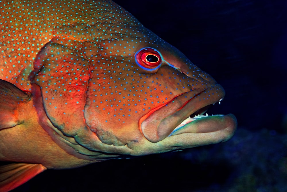 close-up photography of fish