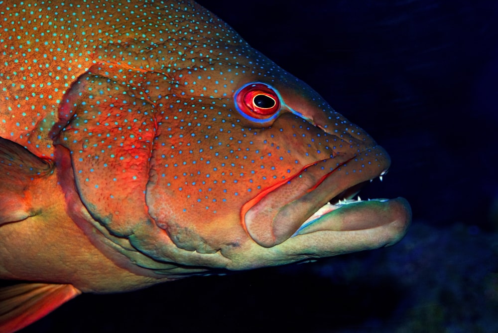 Fotografía de primer plano de peces