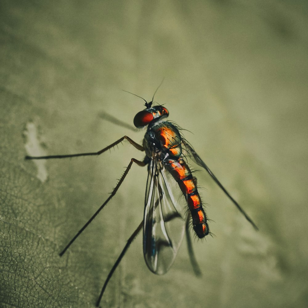 orange and black winged insect on green leaf