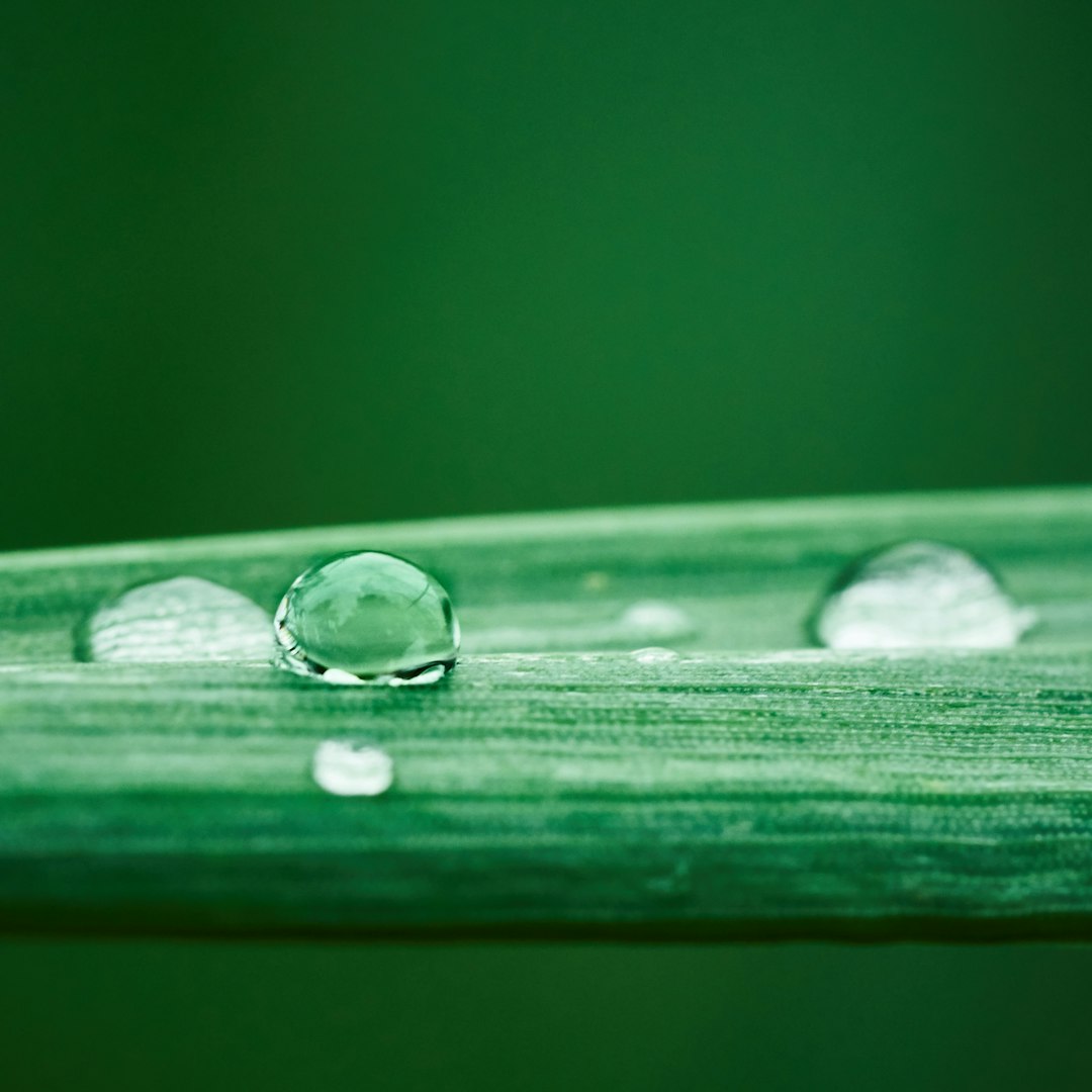 shallow focus photography of green leaf