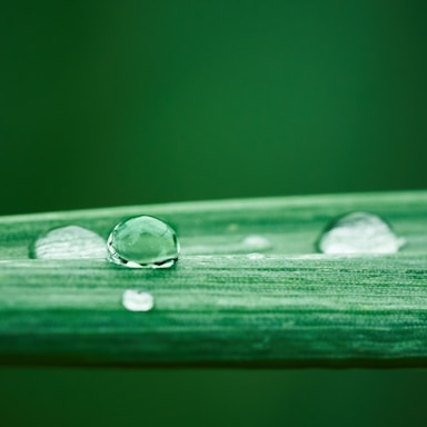 macro photography,how to photograph shallow focus photography of green leaf
