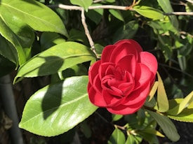 A vivid red rose with multiple layers of petals is prominently featured. Surrounding the rose are lush green leaves that catch sunlight, creating shadow patterns. A branch is visible cutting across the frame, with other parts of the garden seen in the background.